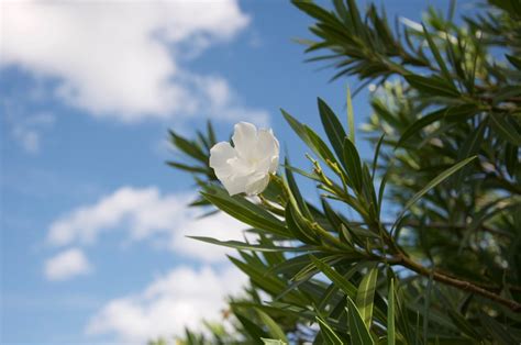 室內放什麼花